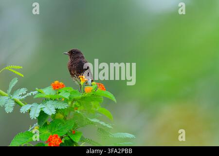 Vue d'un petit oiseau sombre perché sur une plante fleurie aux fleurs vives orange et jaunes et aux feuilles vertes sur un fond doux et flou à S Banque D'Images