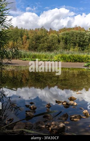 Southampton, Royaume-Uni. 17 août 2026. Lac ornemental à Southampton Common avec des eaux se retirant en raison de la sécheresse sévère en cours au Royaume-Uni. À Southampton, il n’y a pas eu de précipitations significatives depuis début juin, ce qui est très inhabituel, même pendant un été. Un jeune poule d’eau peut être vu au loin fouillant le sol à la recherche de nourriture alors que la sécheresse et la canicule exercent une pression immense sur la faune britannique. Banque D'Images
