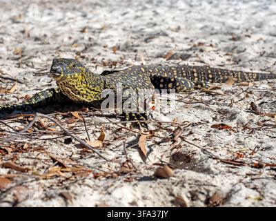 Goanna sur Whitehaven Beach, Whitsunday Island Banque D'Images