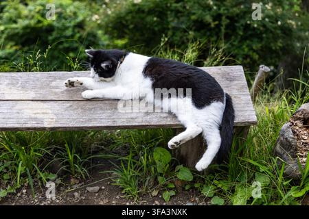 Un chat noir et blanc s'étire sur un banc en bois avec sa patte tendue vers l'avant, reposant à côté d'un sentier de montagne sur le mont Kumotori, au Japon. Banque D'Images