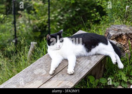 Un chat noir et blanc est allongé, les yeux fermés, sur un banc en bois à côté d’un sentier de randonnée sur le mont Kumotori, au Japon, avec une souche d’arbre et un feuillage vert en arrière-plan. Banque D'Images
