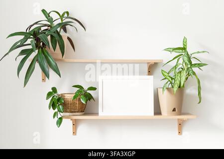 Étagères en bois minimalistes avec des plantes vertes et un cadre blanc vide dans l'intérieur de la maison. Décoration d'intérieur moderne et écologique, passe-temps éco Banque D'Images