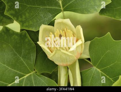American Tuliptree (Liriodendron tulipifera) gros plan d'une jeune pousse de fleur de printemps Banque D'Images