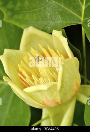 American Tuliptree Liriodendron tulipifera gros plan d'une jeune pousse printanière avec sa fleur distinctive en forme de tulipe Banque D'Images