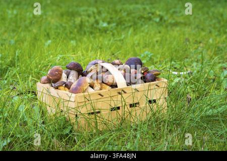 Champignons sauvages frais dans un panier sur l'herbe verte Banque D'Images
