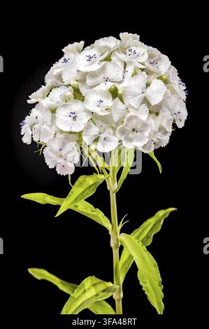 Une macro photographie détaillée d'un amas de fleurs blanc immaculé Sweet William dianthus avec de minuscules gouttelettes d'eau sur les pétales isolés contre un solide Banque D'Images