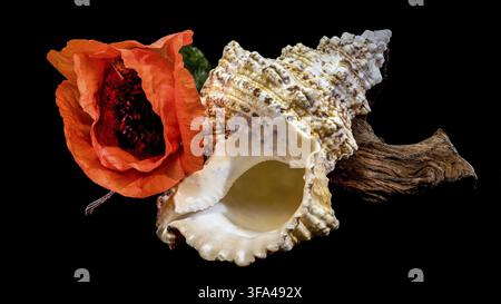 Une composition unique de nature morte mettant en vedette une fleur de coquelicot rouge vif à côté d'un coquillage marin texturé et de bois flotté isolé contre un BA noir foncé Banque D'Images