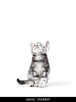 Cheveux courts Britannique silver tabby kitten isolé sur fond blanc Banque D'Images