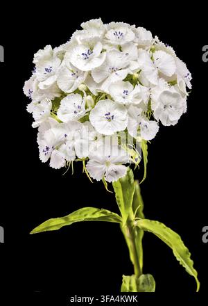 Une macro photographie détaillée d'un amas de fleurs blanc immaculé Sweet William dianthus avec de minuscules gouttelettes d'eau sur les pétales isolés contre un solide Banque D'Images