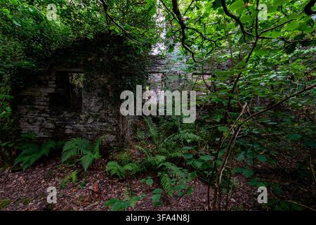 Intérieur d'une maison en pierre abandonnée envahi par les arbres et les fougères à la carrière Dorothea Banque D'Images