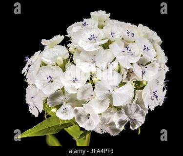 Une macro photographie détaillée d'un amas de fleurs blanc immaculé Sweet William dianthus avec de minuscules gouttelettes d'eau sur les pétales isolés contre un solide Banque D'Images