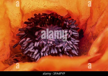 Une photo macro extrême montrant les étamines centrales détaillées et le pilon d'une fleur de coquelicot rouge orange en fleurs recouverte de petites gouttes d'eau Banque D'Images