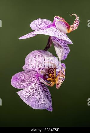 Vue macro de deux orchidées mouchetées violettes représentant de délicates gouttes d'eau sur des pétales sur un fond vert foncé solide Banque D'Images