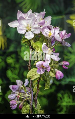 Gros plan de fleurs d'amandiers en fleurs avec des pétales roses et blancs et des étamines jaunes sur une branche. Verger printanier précoce florissant contre un gre mou Banque D'Images