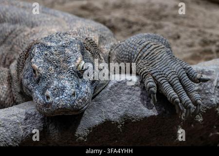 Le dragon de Komodo (Varanus komodoensis) – Varane de Komodo, grand reptile de la famille des Varanidés, endémique des îles indonésiennes. Banque D'Images