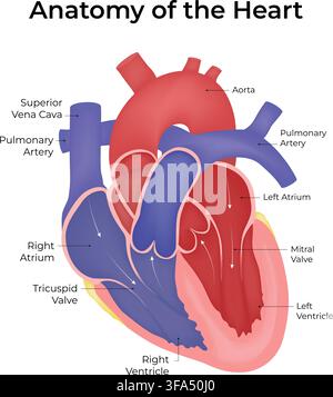 Anatomie du cœur humain montrant les cavités, les valves, l’aorte et l’artère pulmonaire Illustration de Vecteur