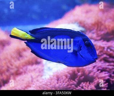Close-up d'un tang bleu, poisson d'aquarium tropical populaire, poisson exotique de l'océan Pacifique Banque D'Images