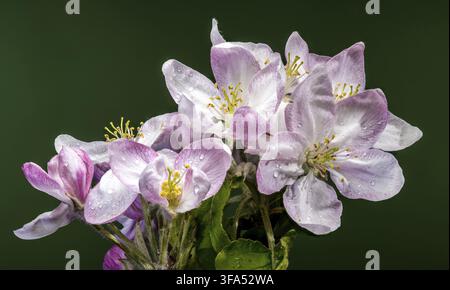 Macro d'une branche d'amandier avec des fleurs ouvertes et des boutons roses parsemés de gouttes de rosée. Verger en fleurs au printemps devant un fond vert foncé solide Banque D'Images