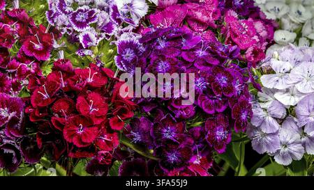 Une photo macro plein format éclatante mettant en valeur les textures denses et colorées d'un bouquet de fleurs Sweet William dianthus en fleurs Banque D'Images