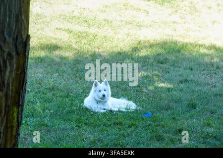 Chien blanc couché sur l'herbe verte du parc en été. Chien duveteux. Banque D'Images