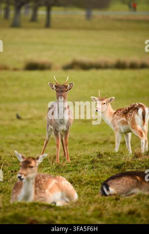 Cerf dama reposant et debout sur une prairie givrée à Richmond Park, Londres, en hiver, mettant en valeur la faune, les andouillers et un paysage campagnard paisible Banque D'Images