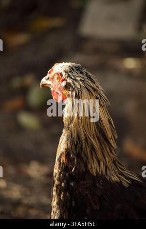 Poulet brun au visage rouge dans la lumière d'automne Banque D'Images