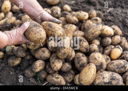 Vue rapprochée par-dessus des mains d'une femme âgée couvertes de terre tenant deux grosses pommes de terre fraîchement récoltées. La terre reste sur les peaux des pommes de terre, tandis que Banque D'Images