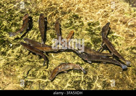 Groupe de truites nageant dans une eau claire et peu profonde dans une pisciculture, lumière du soleil réfléchie, vue aérienne. Abruzzes, Italie, Europe Banque D'Images
