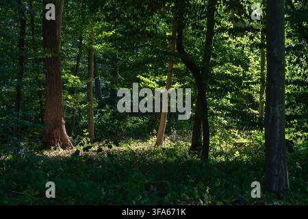 La lumière du soleil filtre à travers les feuilles des grands arbres dans une forêt. La scène montre différentes nuances de vert et des taches lumineuses sur le sol de la forêt. C'est apr Banque D'Images