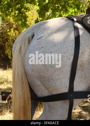 Gros plan d'un cheval gris couvert de puces, avec la croupe et la queue, et des sangles en cuir noir. Banque D'Images