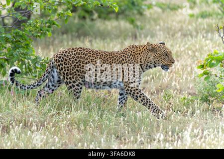 Léopard (Panthera Pardus) en chasse. Ce léopard chassait dans la réserve de chasse de Mashatu dans le bloc Tuli au Botswana Banque D'Images