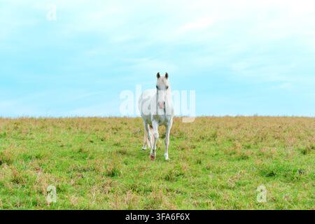Cheval blanc se tient gracieusement au milieu d'un vaste pré vert sous un ciel bleu clair et nuageux, mettant en valeur son élégante posture dans une sérénité paisib Banque D'Images