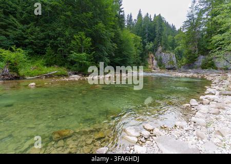 L'eau verte cristalline coule doucement sur les pierres lisses de la rivière à travers la gorge pittoresque d'Ammer près de Scheibum, entourée d'une végétation alpine dense et vibrante Banque D'Images
