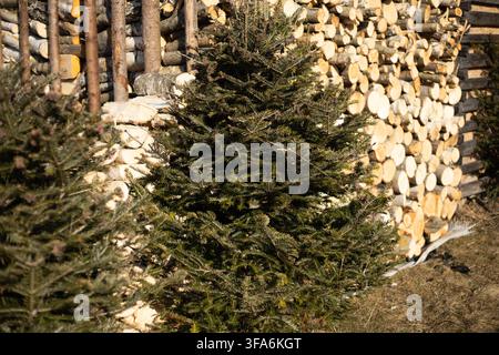De petits sapins à feuilles persistantes se dressent au premier plan avec une grande pile de rondins coupés et un mur rustique en bois en arrière-plan sous un soleil éclatant. Banque D'Images