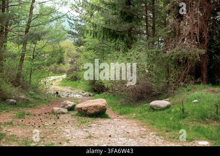 Sentier de randonnée en terre avec de gros rochers de granit menant à une forêt luxuriante de pins et de feuillus avec un petit ruisseau à traverser, Parc national du Pirin, Bansko Banque D'Images