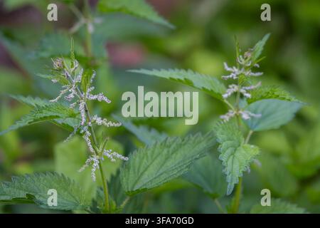 Urtica dioica L., ortie piquante, avec des fleurs pâles vert clair délicates et des feuilles dentelées poussant parmi une végétation estivale luxuriante. Banque D'Images