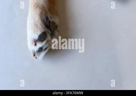 Détail macro du sabot d'un Labrador Retriever, montrant les coussinets et les griffes sur un sol pâle et uni. Banque D'Images