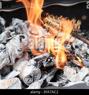 Présentant en gros plan du bacon de porc assaisonné embroché et rôti directement sur des braises de bois chaudes et rougeoyantes, des flammes d’un feu ouvert et de la cendre blanche Banque D'Images