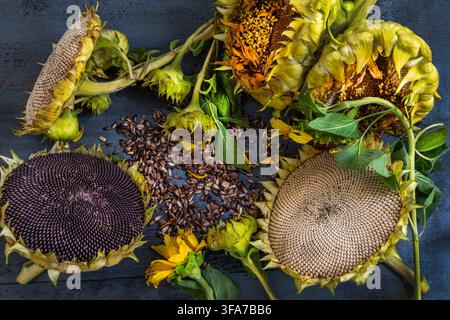 Plusieurs têtes de tournesol (Helianthus annuus) à divers stades de décomposition, accompagnées de tiges vertes, de feuilles et d'un tas de graines éparses. Banque D'Images