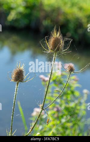 Trois cardes séchées (Dipsacus fullonum) avec des tiges épineuses et des têtes de graines sont visibles. Une toile d'araignée est tendue entre les plantes. Banque D'Images