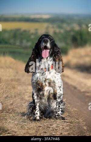 Un beau chien Spaniel souriant est assis dehors. Les longues oreilles duveteuses et la poitrine du chien sont couvertes de centaines de chardons séchés. Promener avec des chiens dans Banque D'Images