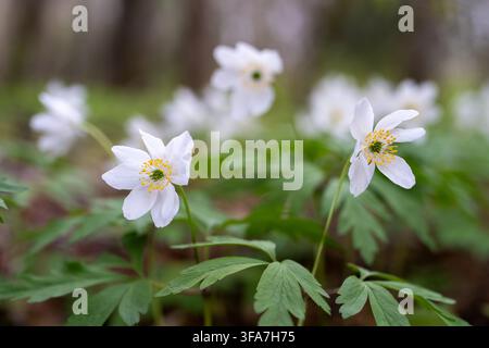 Fleurs d'anémone en bois blanc épanouies dans une forêt printanière avec un fond doux et rêveur et une faible profondeur de champ Banque D'Images