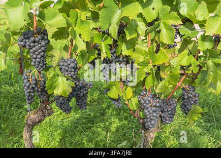 Vigne avec des raisins rouges, gros plan, région viticole de Klettgau, canton de Schaffhausen, Suisse Banque D'Images