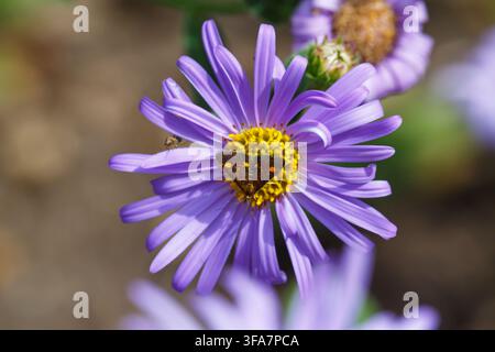 Bournemouth, Dorset, Royaume-Uni. 18 août 2026. Petite micro-mouche se nourrissant par un après-midi chaud et ensoleillé dans un jardin à Bournemouth. Pyrausta aurata Purpuralis, sur une fleur d’aster frikartii monch, aster × frikartii 'Mönch' fleurs de marguerite de la Saint-Michel. Une période difficile pour les papillons et les insectes cherchant de la nourriture avec des terres desséchées, une végétation desséchée à cause des vagues de chaleur cette année et les interdictions d’arrosage. Credit : Carolyn Jenkins/Alamy Live News Banque D'Images