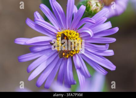 Bournemouth, Dorset, Royaume-Uni. 18 août 2026. Petite micro-mouche se nourrissant par un après-midi chaud et ensoleillé dans un jardin à Bournemouth. Pyrausta aurata Purpuralis, sur une fleur d’aster frikartii monch, aster × frikartii 'Mönch' fleurs de marguerite de la Saint-Michel. Une période difficile pour les papillons et les insectes cherchant de la nourriture avec des terres desséchées, une végétation desséchée à cause des vagues de chaleur cette année et les interdictions d’arrosage. Credit : Carolyn Jenkins/Alamy Live News Banque D'Images