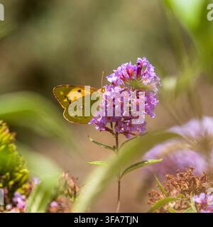Papillon migrateur adulte, Colias croceus, Clouded Yellow, se nourrissant de Buddleja davidii dans un jardin d'été du Devon, Royaume-Uni, en 2026 Banque D'Images