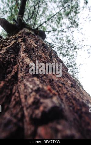 Extrême gros plan de la texture rugueuse d'écorce d'arbre, regard vers le haut vers les branches Banque D'Images