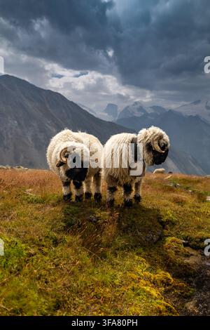Les moutons Blacknose du Valais paissent paisiblement sur un pâturage alpin luxuriant dans la région du Haut-Valais en Suisse. Le paysage montagneux dramatique et surcas Banque D'Images