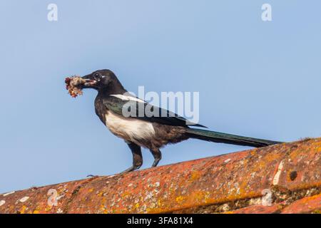 Pie eurasienne, Pica pica perchée sur un toit couvert de mousse et de lichen orange avec du matériel de nidification dans le bec, Sussex, Royaume-Uni Banque D'Images