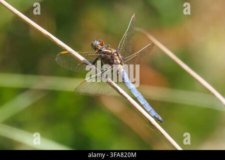 Libellule à croissant, Orthetrum coerulescens posée avec les ailes ouvertes sur un petit bâton dans le Sussex, Royaume-Uni Banque D'Images